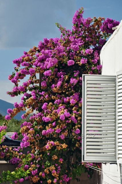 Bougainvillea